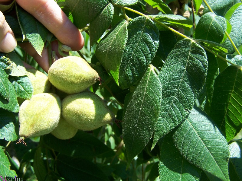 Butternut Leaves and Fruit