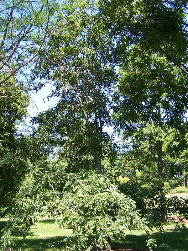 Image: Butternut Tree