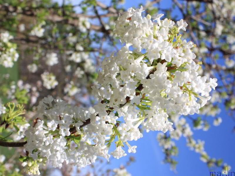 White Fragrant Viburnum Flowers