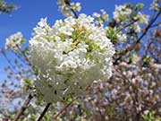 White Fragrant Viburnum