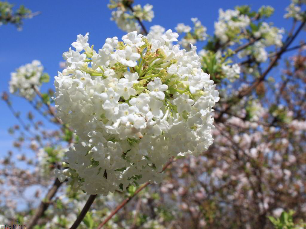 White Fragrant Viburnum Flowers