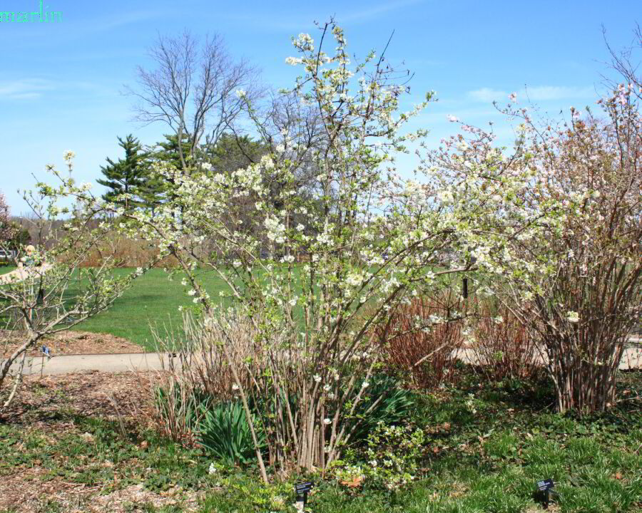White Fragrant Viburnum