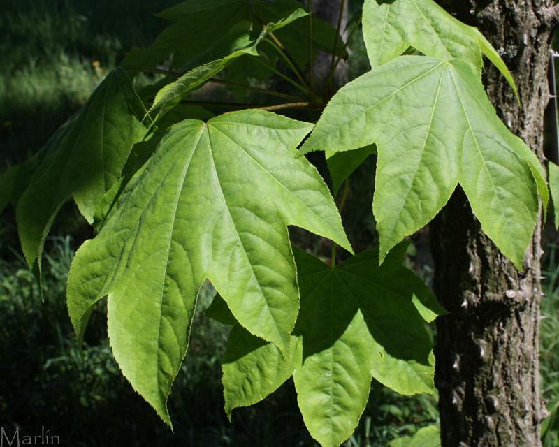 Castor-Aralia Foliage