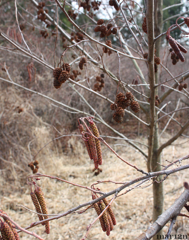 Alder catkins and strobiles