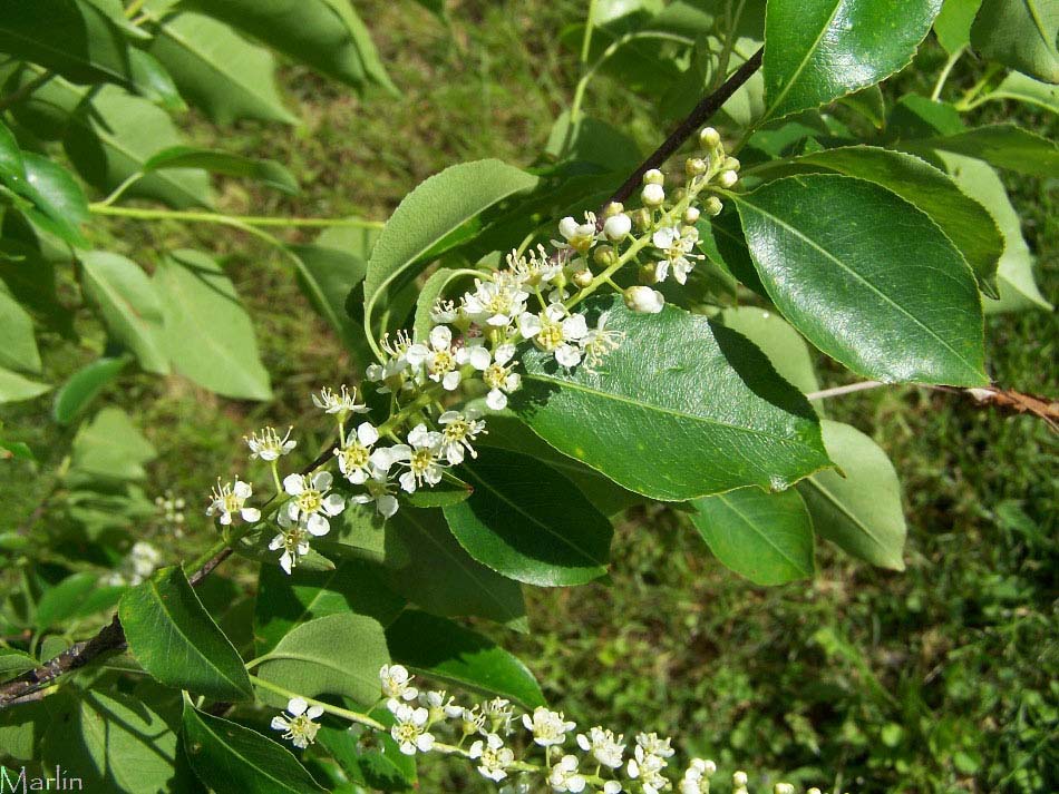Black Cherry Flowers