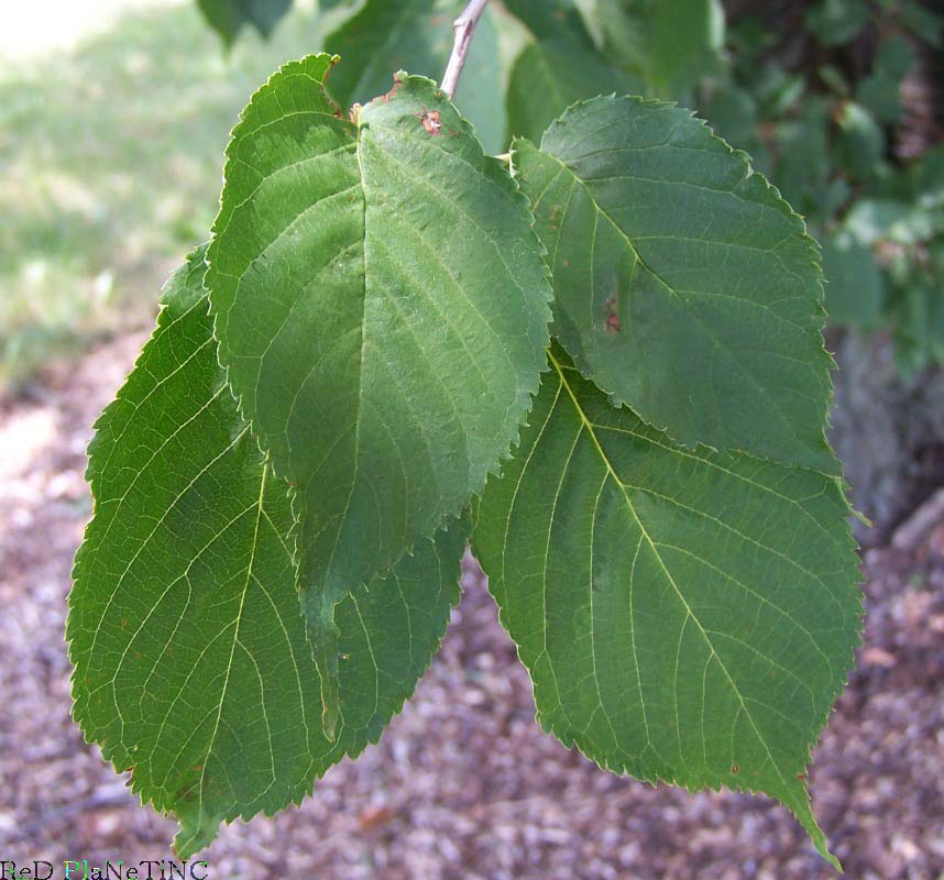 Pinnate Leaf Venation