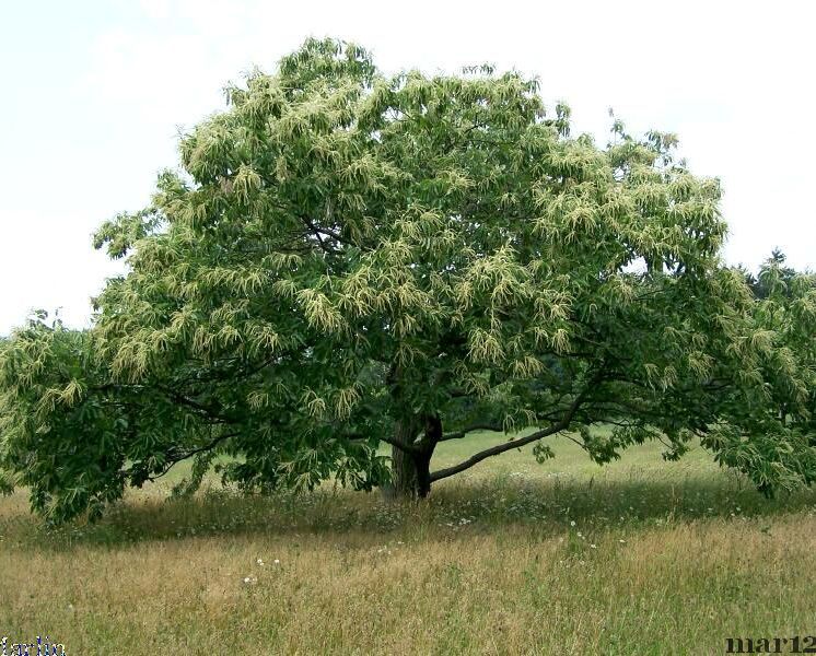 Chestnut Tree