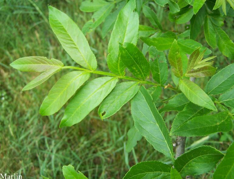 Chinese Wingnut Foliage