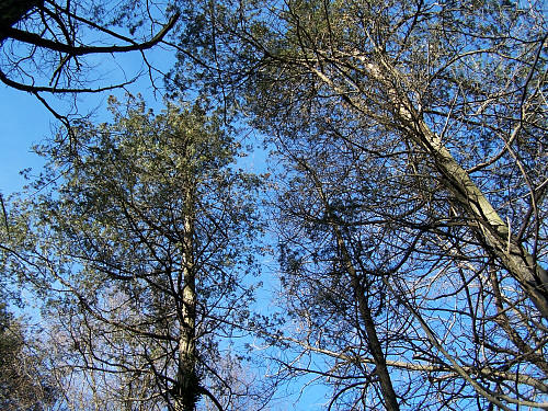 Tree Family Cupressaceae – Redwoods and Cypress