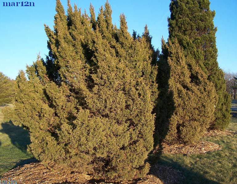 Ames Juniper