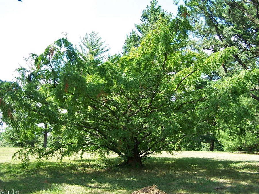 Dawn-Redwood - Metasequoia glyptostroboides