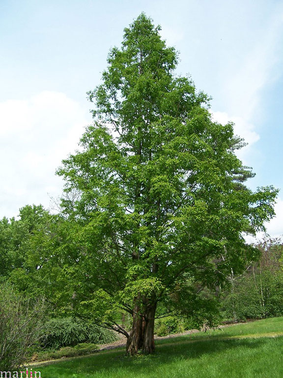 Dawn-Redwood - Metasequoia glyptostroboides