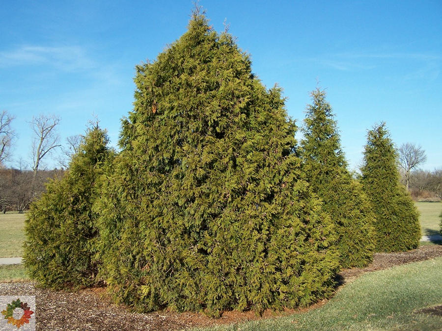 Elegant Giant Arborvitae