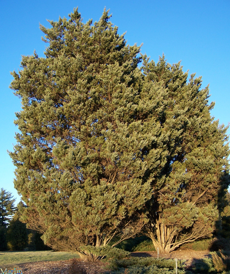 Twin Junipers reflect late-afternoon sun on Christmas day, 2007