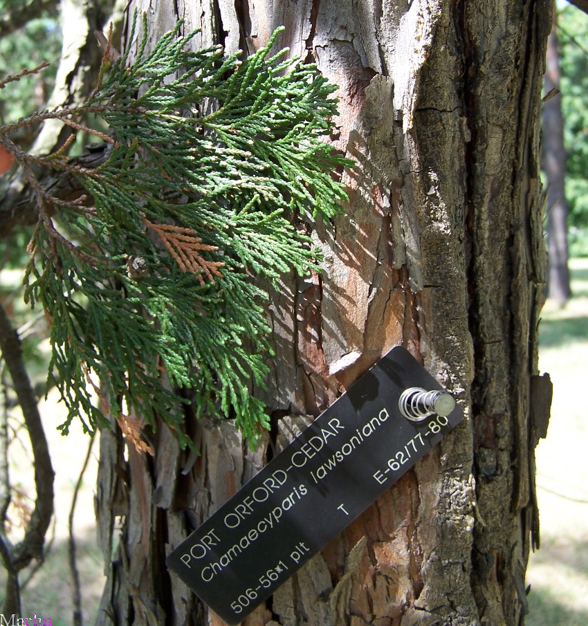 Port Orford Cypress foliage and bark