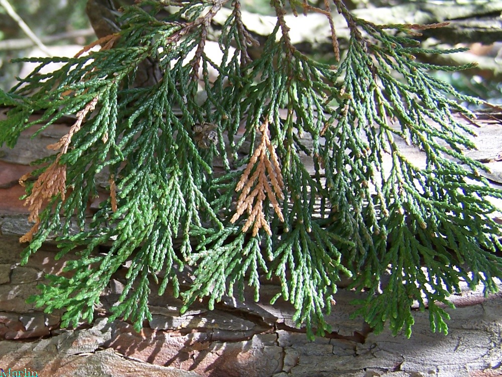 Port Orford Cypress Foliage