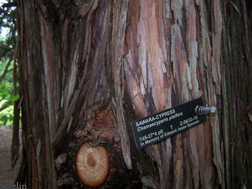 Sawara Cypress - Chamaecyparis pisifera