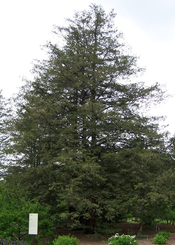 Sawara Cypress - Chamaecyparis pisifera