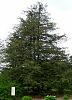 Sawara Cypress - Chamaecyparis pisifera