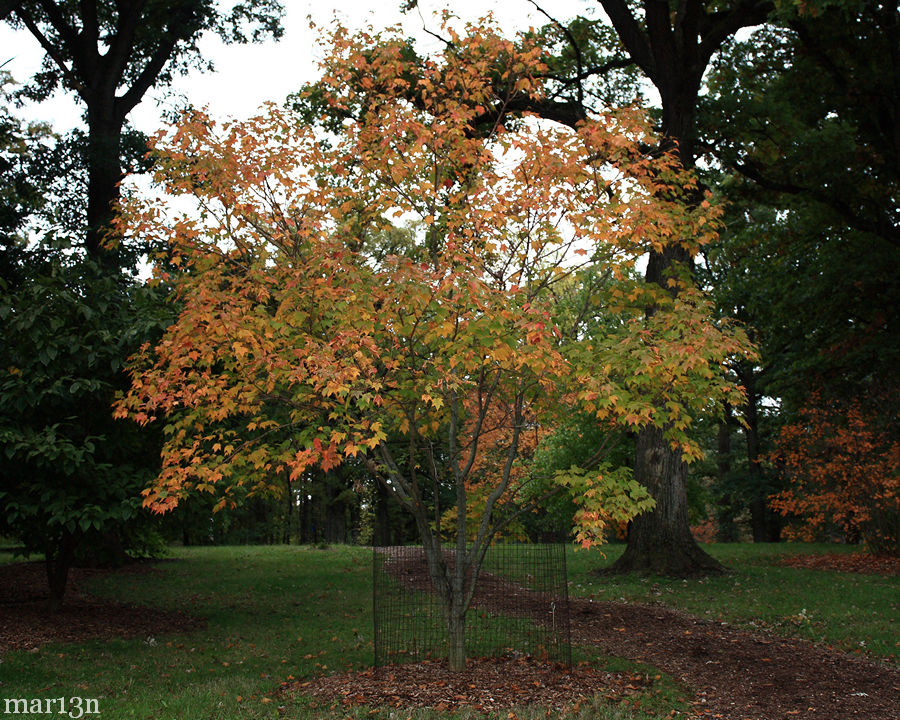Deep-Veined Maple - Acer argutum