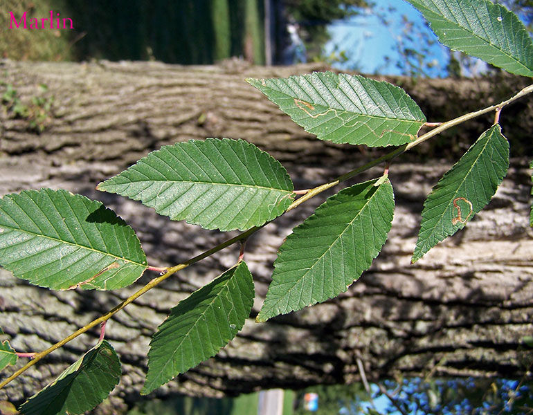 Dropmore Siberian Elm Foliage