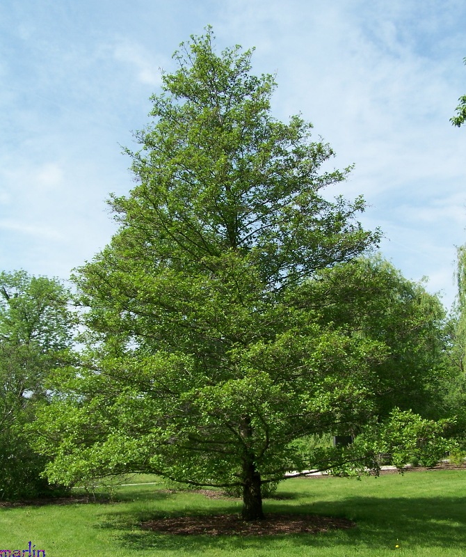 European Black Alder