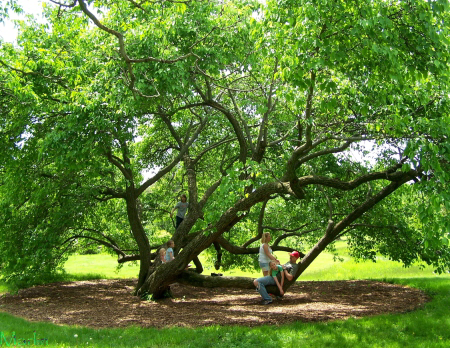 Family Tree