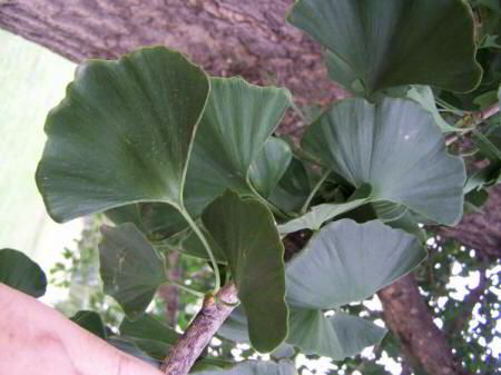 Ginkgo biloba foliage