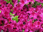 Girard's Fuschia Azalea