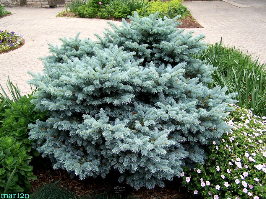 Blue Globe Spruce - Picea pungens 'Globosa' - North American Insects ...