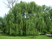 Golden Weeping Willow - Salix alba 'Tristis'