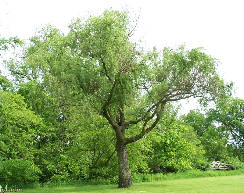 Golden Weeping Willow