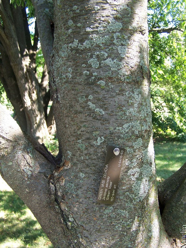 Green Vase Zelkova Bark