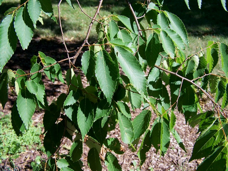 Green Vase Zelkova Leaves