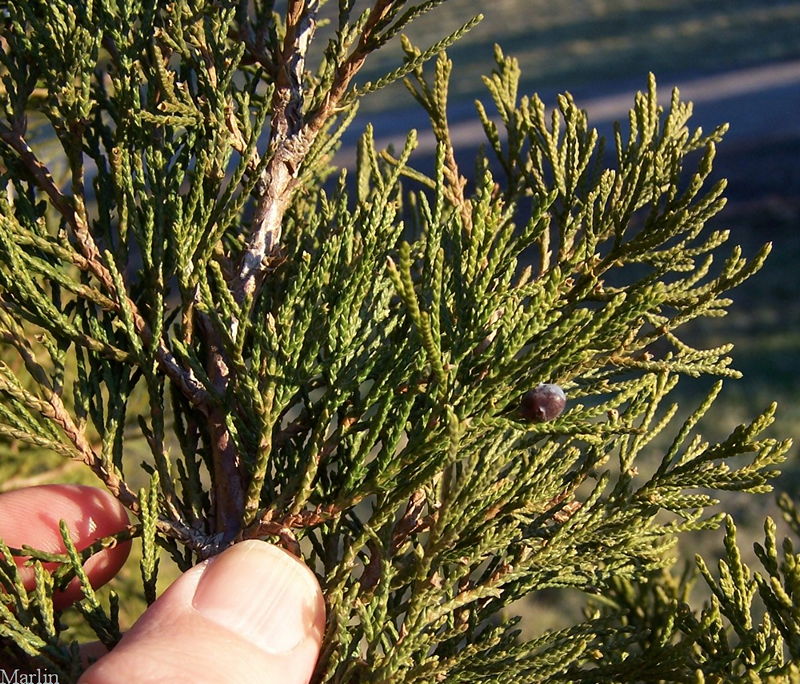 Eastern Red Cedar foliage and berries