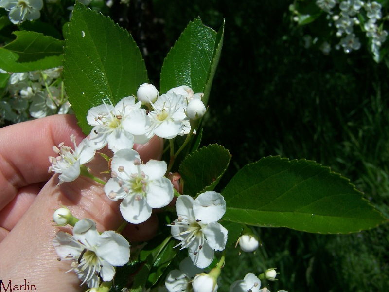 Hooks Hawthorn Flowers