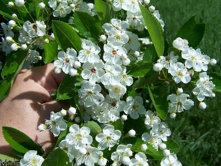 Hooks Hawthorn