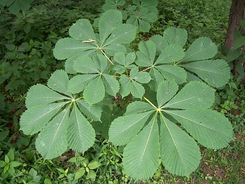 Tree Family Hippocastanaceae - Horse-chestnuts, Buckeyes