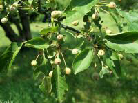 Japanese Crabapple