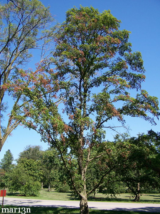 Japanese Elm Summer
