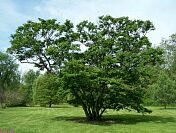 Japanese Tree Lilac