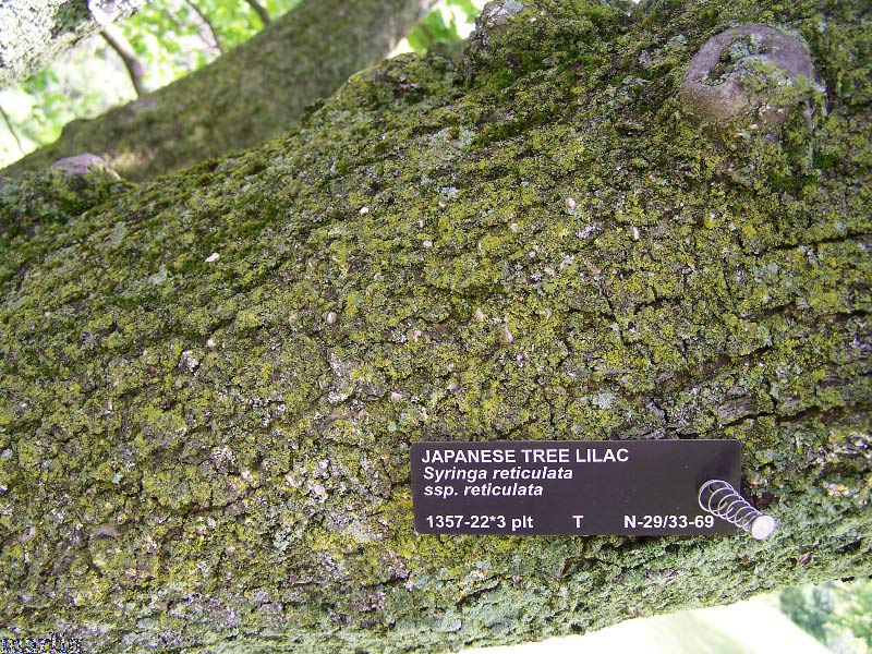 Japanese Tree Lilac Bark