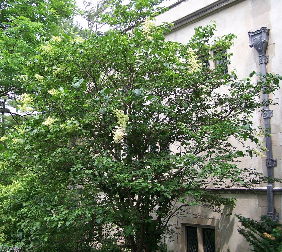 Japanese Tree Lilac