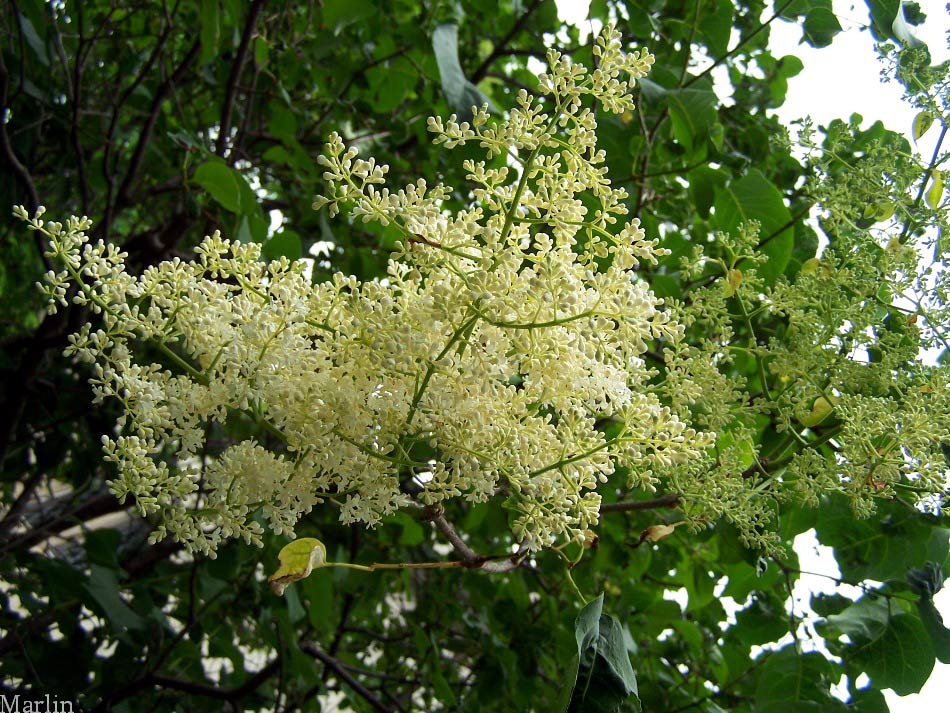 http://www.cirrusimage.com/Trees/japanese_tree_lilac_flowers.jpg