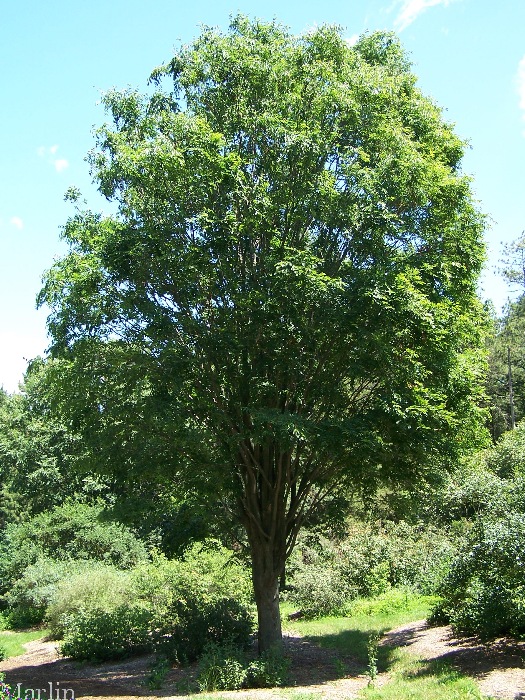 Japanese Zelkova Bark