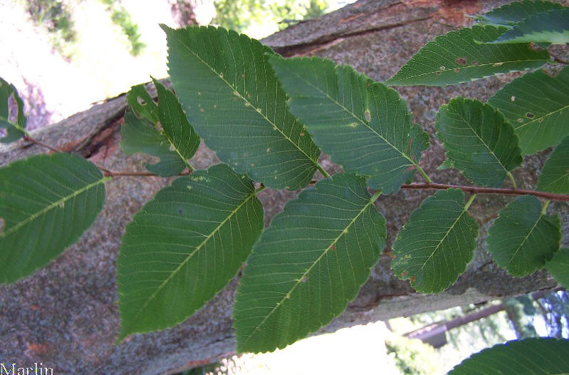 Japanese Zelkova