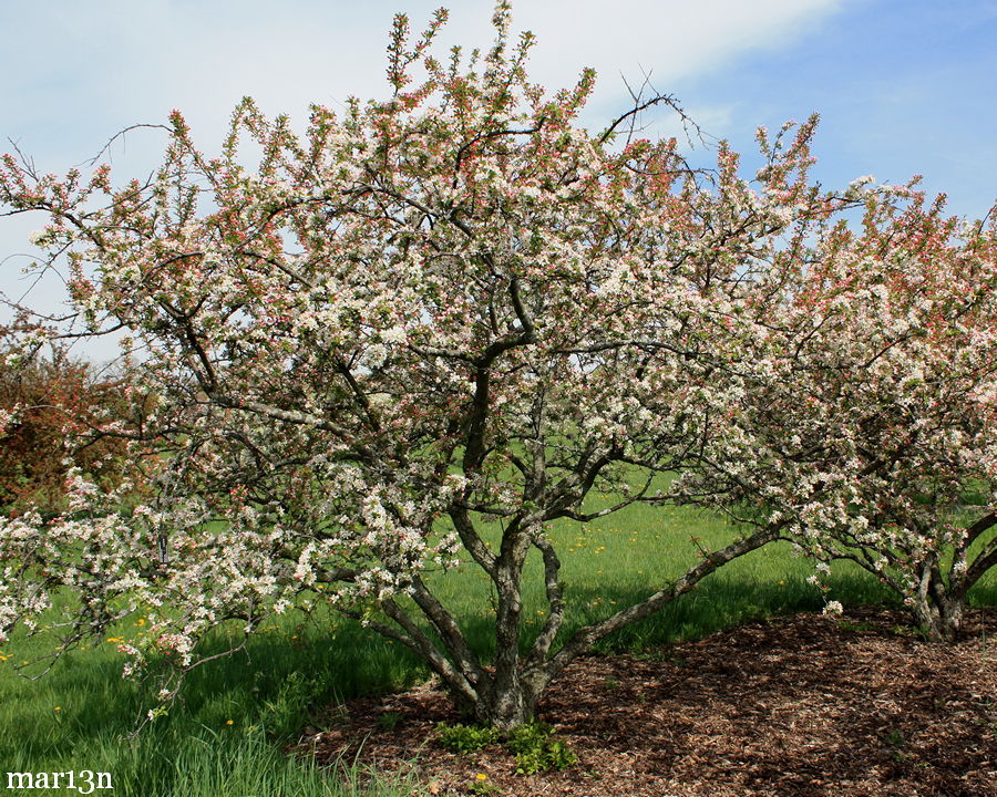 Jewelberry Crabapple