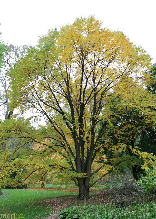 color photo katsura tree in yellow fall colors