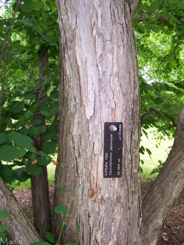 Image: Katsura Tree Bark