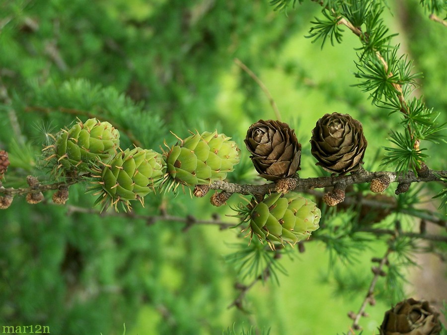 Cones, green new and ripe brown